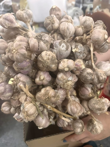 Tỏi tía bản Nga Noi cay thơm sạch