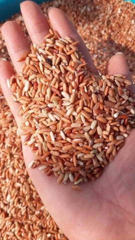 1kg Gạo lứt đỏ dẻo Điện Biên