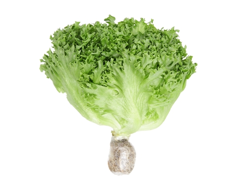 Xà lách thủy tinh thủy canh khoảng 200g