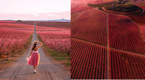 TOUR CHỤP ẢNH - hoa đào Aitona và tham quan BARCELONA -TÂY BA NHA - 2 NGÀY ĐÊM