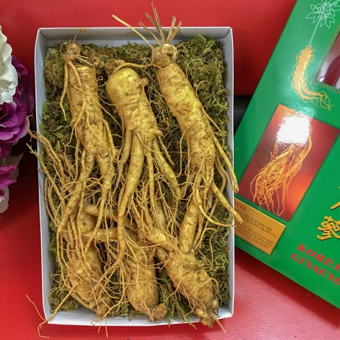 Phân Biệt Các Loại Nhân Sâm (Sâm Triều Tiên, Sâm Ngọc Linh, Sâm Trường Bạch)