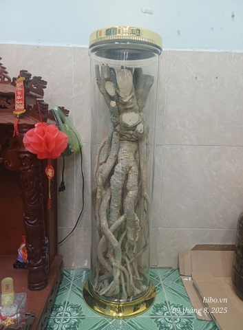 Bình Thủy Tinh Ngâm Rượu Yongcheon Hàn Quốc 44.5L AF19