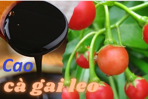 Cao Cà Gai Leo