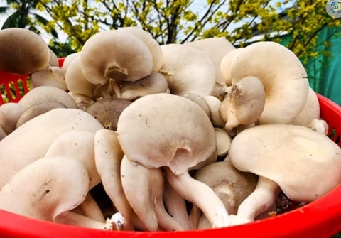 Nấm Bào Ngư hữu cơ