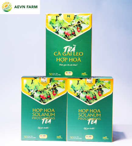 Trà Cà gai leo Hợp Hòa