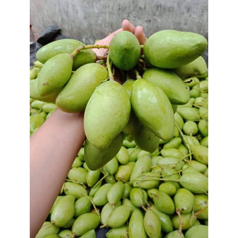 Xoài Vân Du