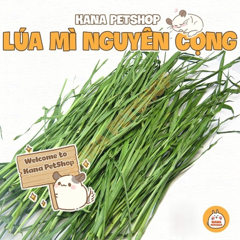 Cỏ Lúa Mạch Non Cho Thỏ, Bọ Ú🐹FREESHIP🐹 Cỏ Lúa Mì Nguyên Cọng Thức Ăn Cho Thỏ và Bọ