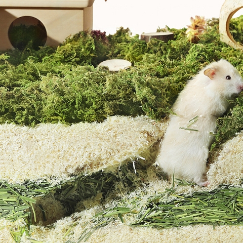 Lót Chuồng Gỗ Dương Nhung Yee 🐹FREESHIP🐹 Mùn Gỗ Dương Nhung Khửi Mùi Tạo Hình Hang Đào Cho Hamster Bear, WinterWhite