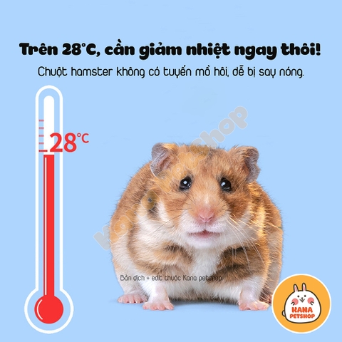 Nhà Gốm Sứ Cho Hamster 🐹FREESHIP🐹 Nhà Sứ Răng Sún Đáng Yêu Cho Thú Nhỏ Mát Mẻ Mọi Mùa