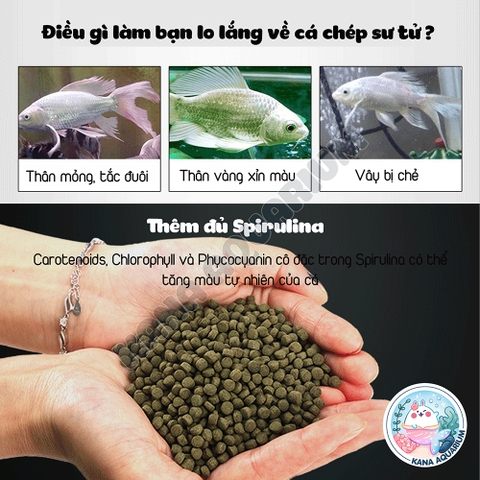 [Hạt nổi] Cám Cá Chép Sư Tử Bessn Butterfly 🐟FREESHIP🐟 Thức Ăn Lên Màu Cá Giàu Đạm Tảo Xoắn Vitamin