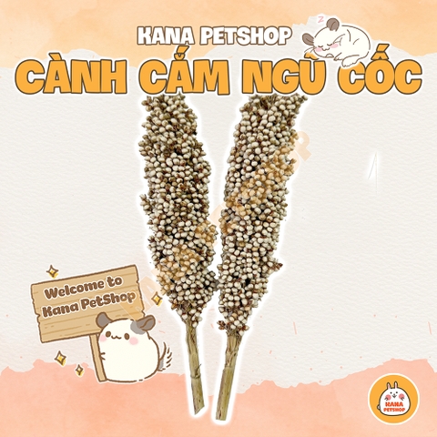 Cành Cắm Hamster 🐹FREESHIP🐹 Cành Ngũ Cốc Cành Bo Bo/ Lúa Mì/ Lúa Mạch Cho Hamster