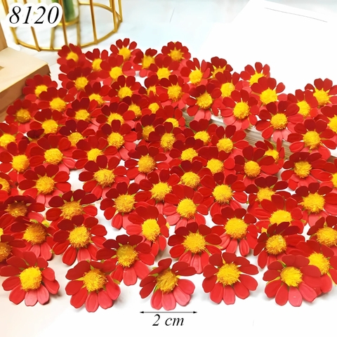 Gói 100 bông hoa cúc nhí Đỏ