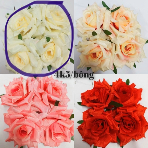 Hoa hồng - vàng nhạt