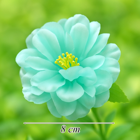 Hoa - Hoa cúc pháp xanh dương nhạt