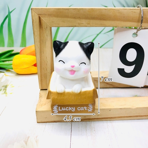 CV-mèo LUCKY nhắm mắt.
