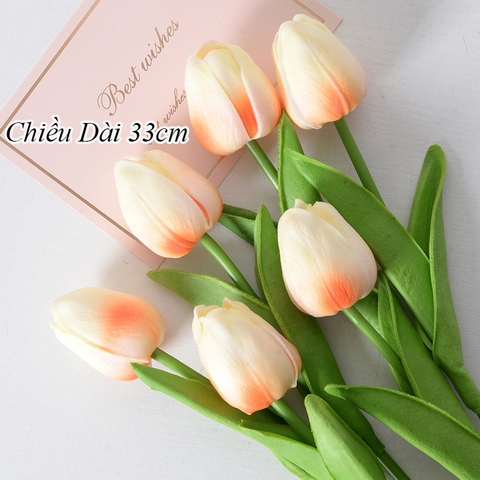 Hoa tuylip trắng hồng