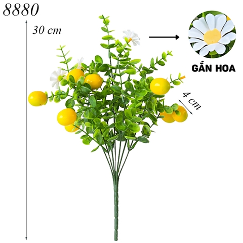 Cành chanh vàng (có hoa) TQ