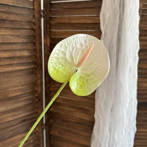 Cành hồng môn Trắng Xanh TQ