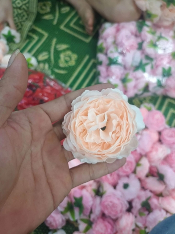 Hoa - hoa mẫu đơn cam nhạt
