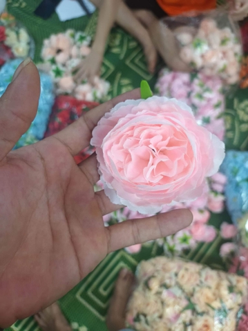 Hoa - Hoa mẫu đơn hồng