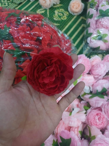 Hoa - hoa mẫu đơn đỏ