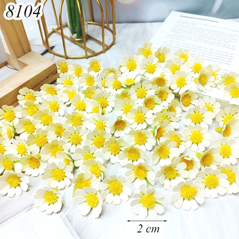 Gói 100 bông hoa cúc nhí Trắng Sữa