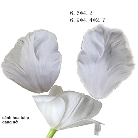 Khuôn silicon cánh hoa tulip nhiều mẫu