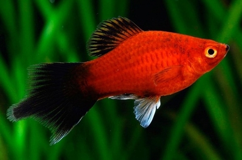 Những loại cá cảnh đẻ con sinh sản siêu nhanh