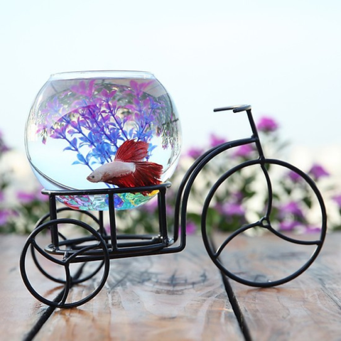 Điểm danh các mẫu bể cá mini để bàn làm việc đẹp nhất 2024