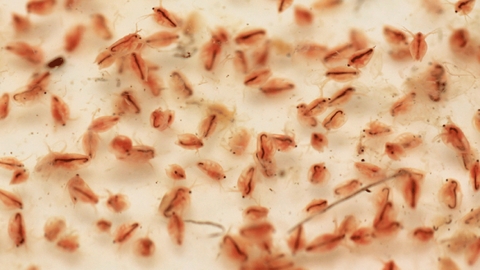 Cá bảy màu con ăn gì?