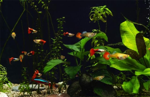Kinh nghiệm nuôi cá bảy màu khỏe mạnh, lên màu đẹp