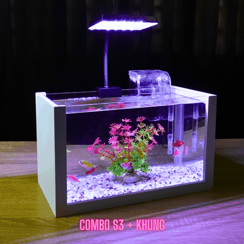 Nơi uy tín cung cấp hồ cá thủy sinh mini để bàn TPHCM