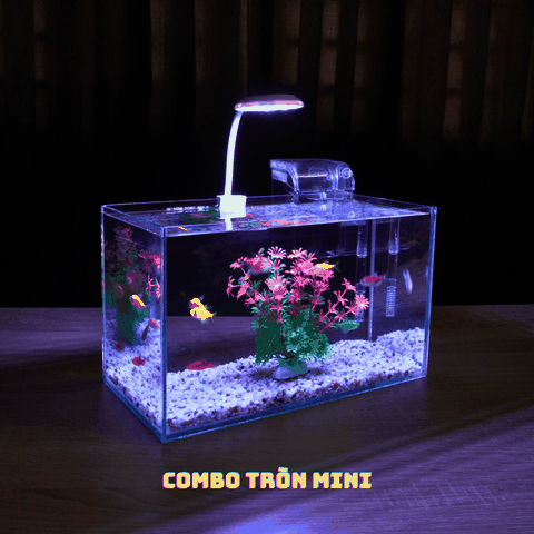 Nên mua bể cá mini ở đâu uy tín, giá rẻ?