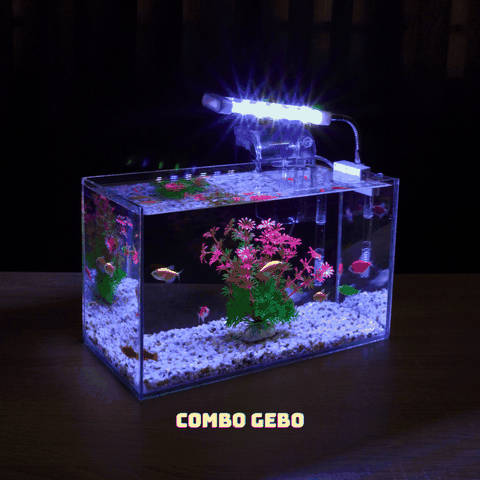 Địa chỉ mua bể cá cảnh online TPHCM