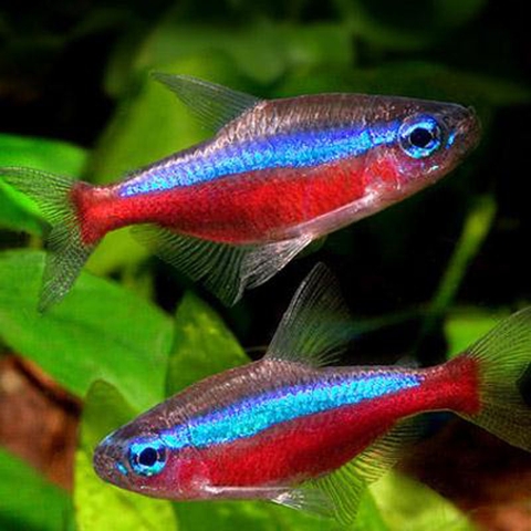 Tìm hiểu nguyên nhân cá neon chết theo đàn