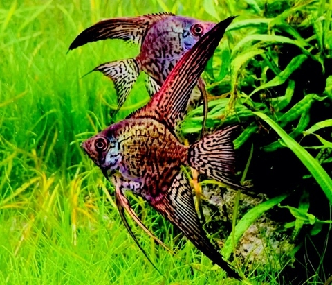 Cá cảnh đẻ trứng hay đẻ con?