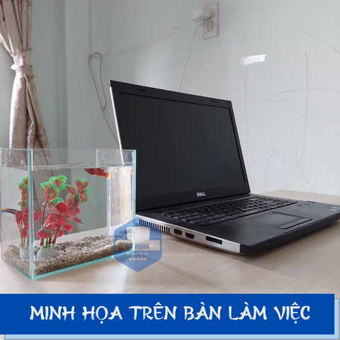 Kinh nghiệm chọn bể cá mini phong thủy để bàn đẹp, phù hợp