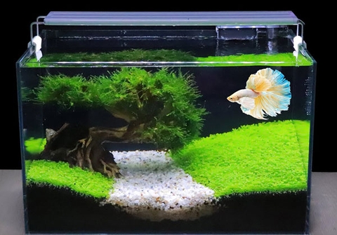Nơi bán bể thủy sinh Hà Nội uy tín nhất hiện nay