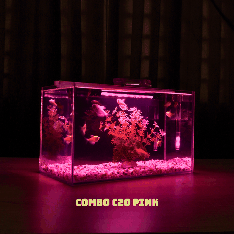 Hướng dẫn làm bể cá thủy sinh mini