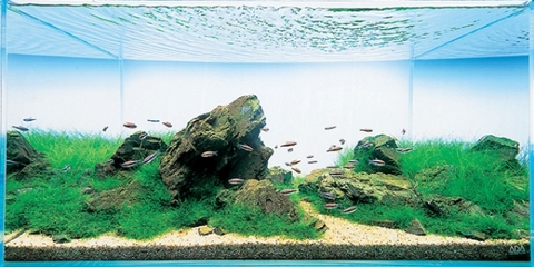 Những sai lầm khi chơi bể cá thủy sinh