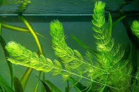 Tại sao khí nuôi cá người ta hay thả cành rêu vào bể cá cảnh?