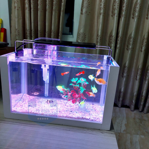 Nên mua bể cá mini để bàn HCM ở đâu đẹp, giá rẻ?