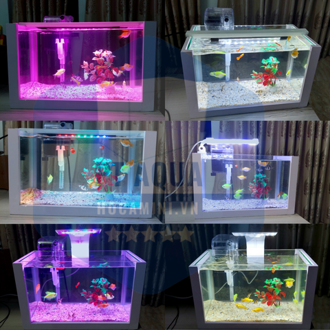 Bể cá mini phong thủy loại nào tốt?