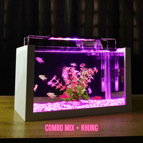 Nuôi cá cảnh có cần ánh sáng không?