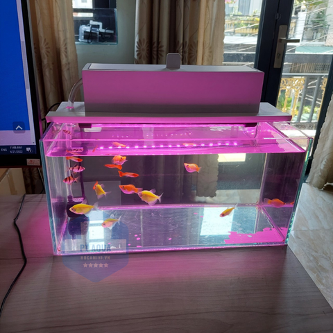 Bể cá mini chữ nhật có ý nghĩa gì?