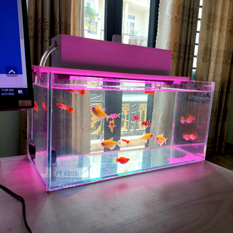 Giá bể cá mini để bàn ở đâu tốt nhất?