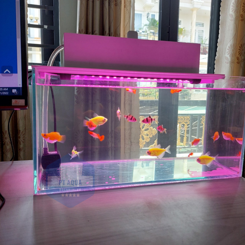 Chọn bể cá mini phong thuỷ mệnh Thổ