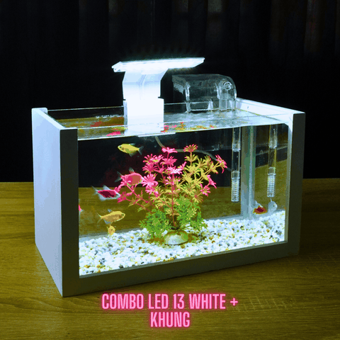 Tìm nơi bán bể cá thủy sinh gần đây? Ghé ngay Hồ Cá Mini