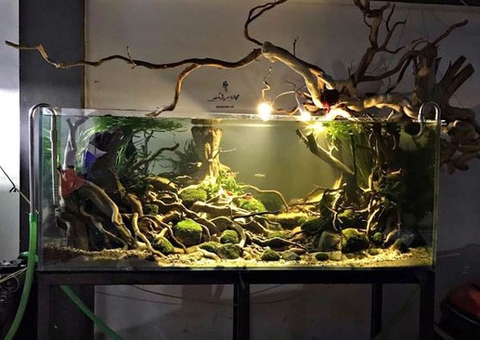 Cách trải nền hồ thủy sinh đẹp