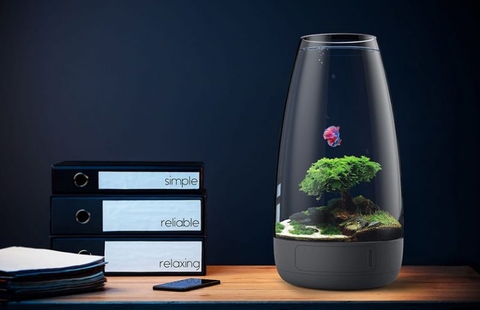 Ngồi văn phòng nên chọn bể cá mini nào?